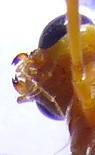 Réf. 289 932 : Enicospilus inflexus